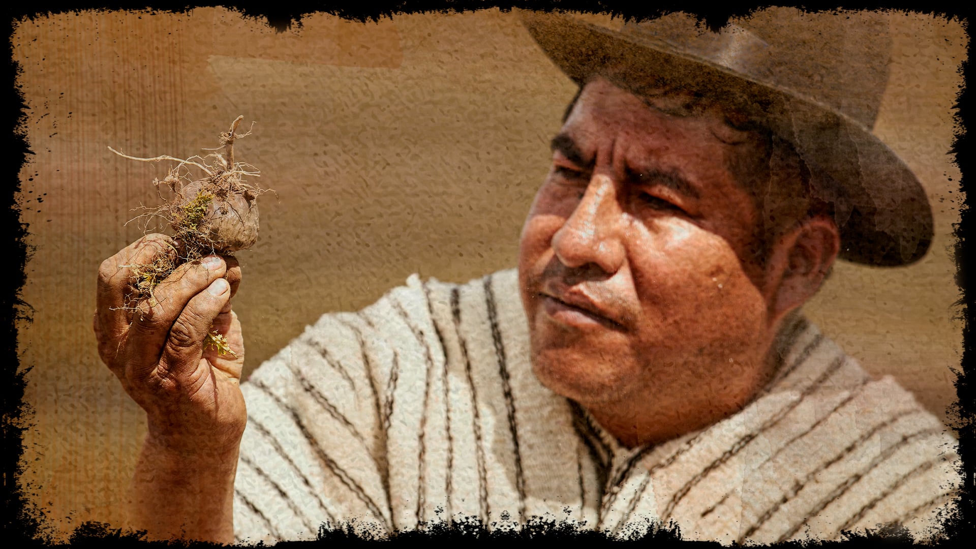 Raíz de maca orgánica de Perú l proveedor l amazon-andes.com