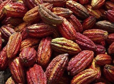 organic cacao supplier