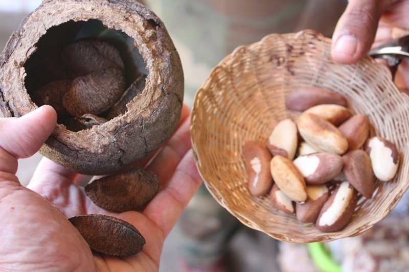 brazil nuts supplier